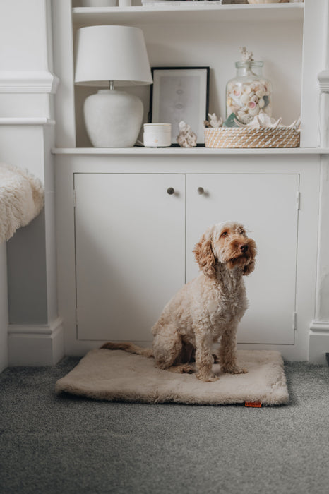 Dog sitting on an oatmeal coloured sheepskin pet bed in a room with a bookshelf and lamp.