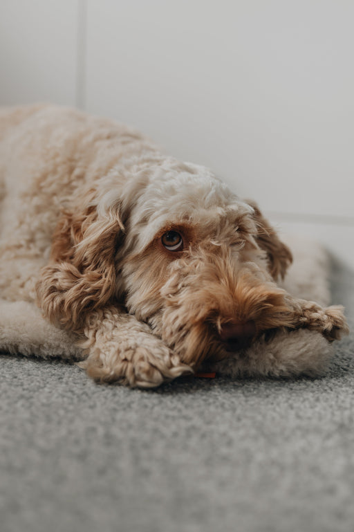 Fluffy cockapoo dog lying on a oatmeal coloured sheepskin pet bed on a grey carpet